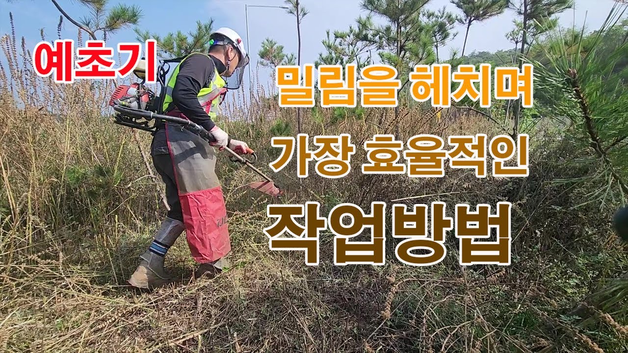 예초기 작업방법  목질화되어 단단하고 우거진 잡풀 예초하는 방법 – 현장 실무자가 알려주는 예초하기