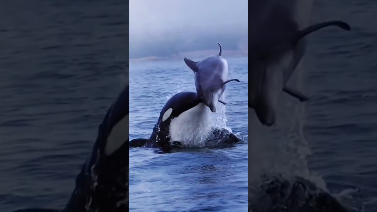 косатки - удивительные существа. #рекомендации #животные #animals #fyp #fun