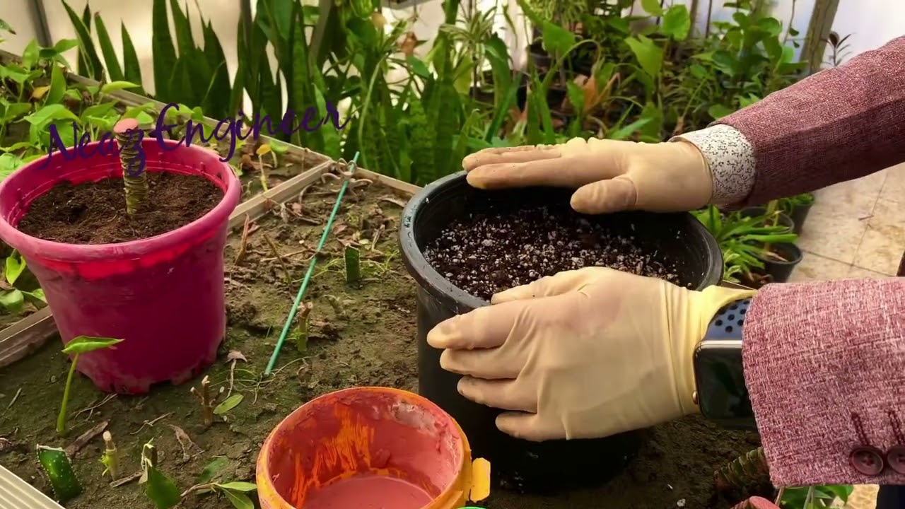 قه له م كردنى دراسينا  تكاثر نبات دراسينا. Dracena
