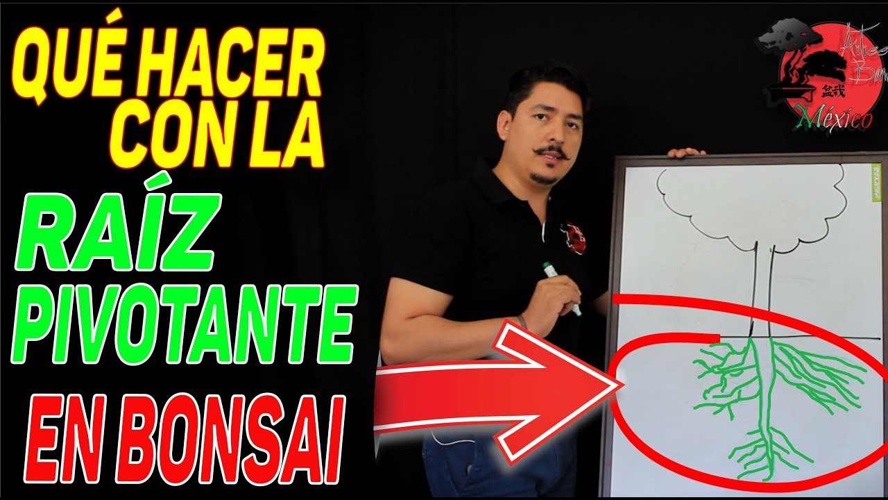 🌳 Que es la RAÍZ PIVOTANTE en BONSAI [BIEN EXPLICADO]