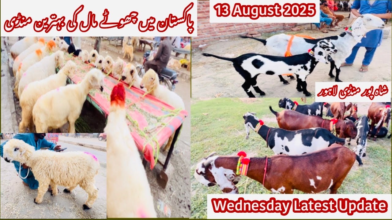 Wednesday Latest Update | Shahpur Kanjra Mandi | Bakra Mandi Lahore | Goat Farming | 13.8.2025