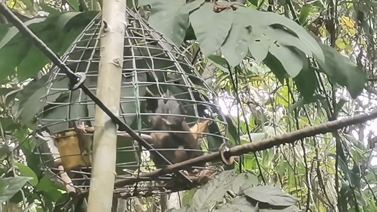 Hunting adventure @ Batuan nka huli 6 labjog style no video