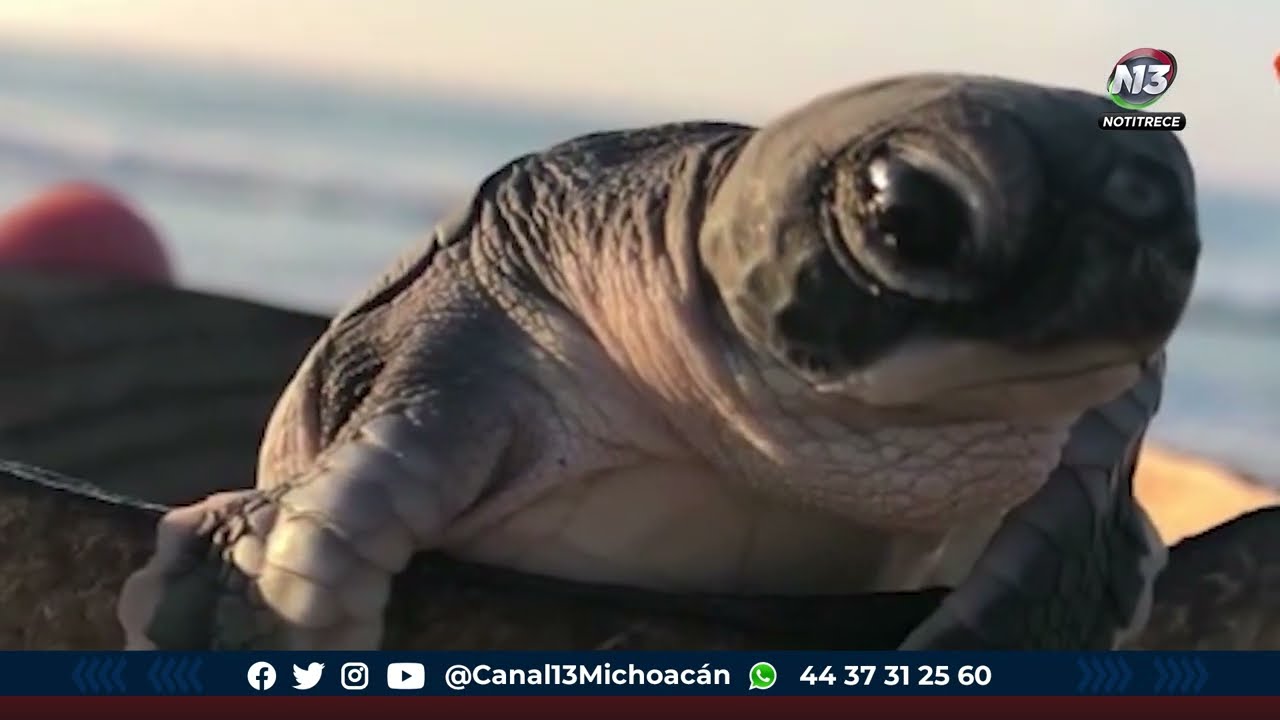 Principales depredadores de la tortuga marina son los seres humanos, perros y gatos