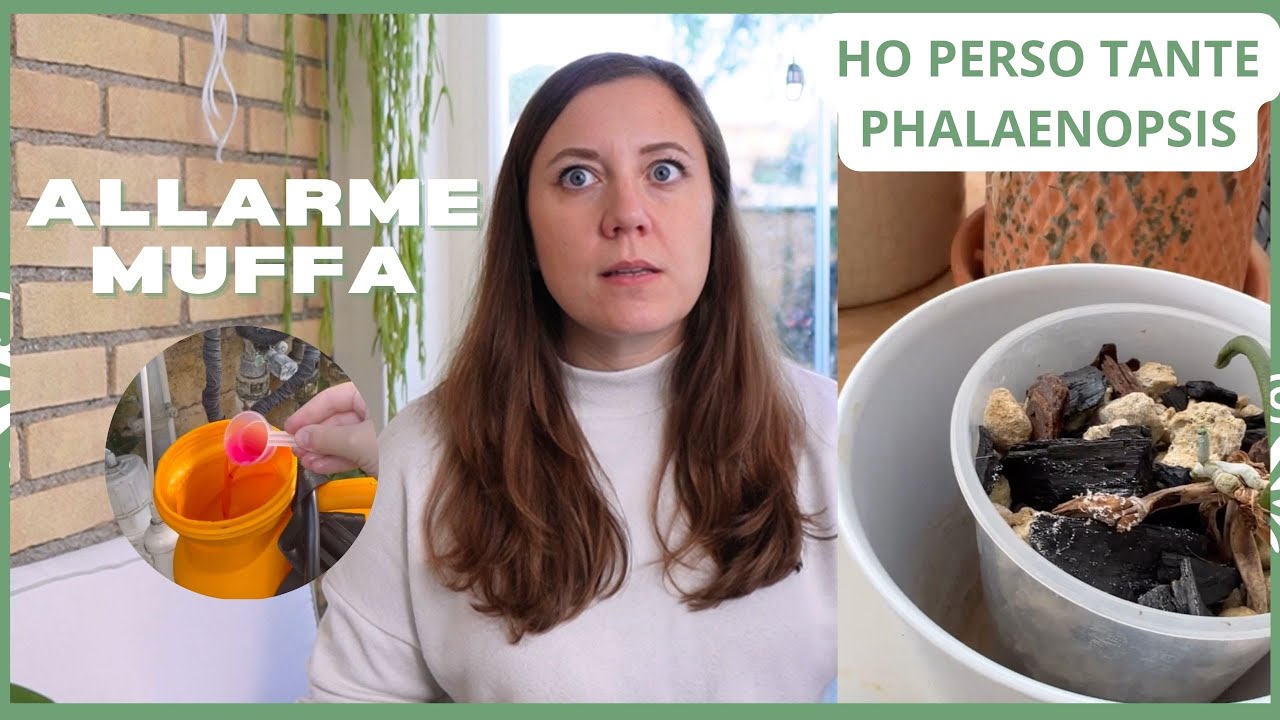 Muffa sulle orchidee! Ho perso molte phalaenopsis!