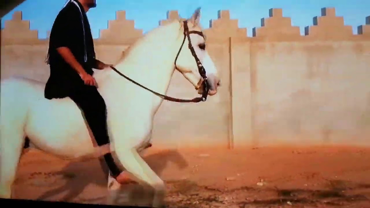 ثبات خطوة الحصان اثناء الهذب وعدم العشوائية في تغيير سرعته، شرح تطبيقي
