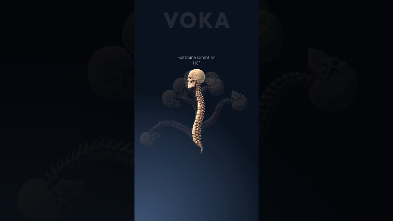Explore the spine in 3D with VOKA 3D Anatomy & Pathology 