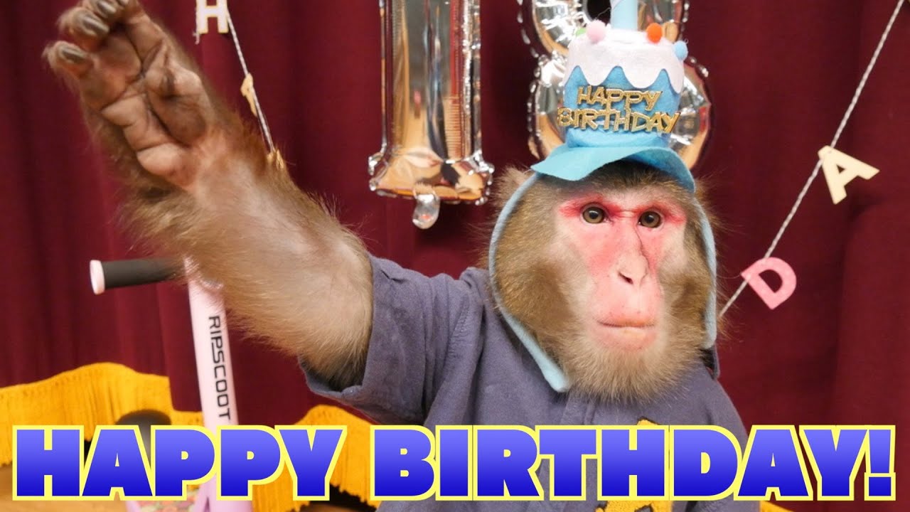 世界一かわいいお猿さんの、世界一豪華なお誕生日会！！！