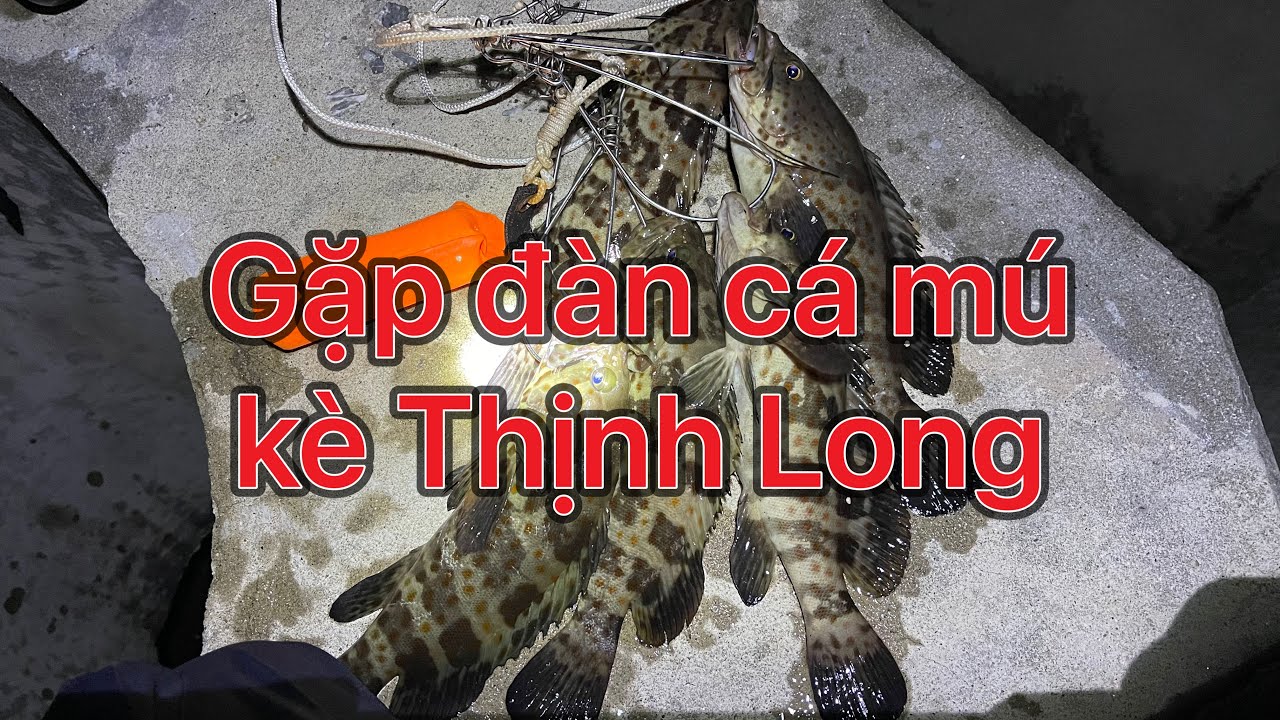 Câu cá mú kè Lạch Giang Thịnh Long