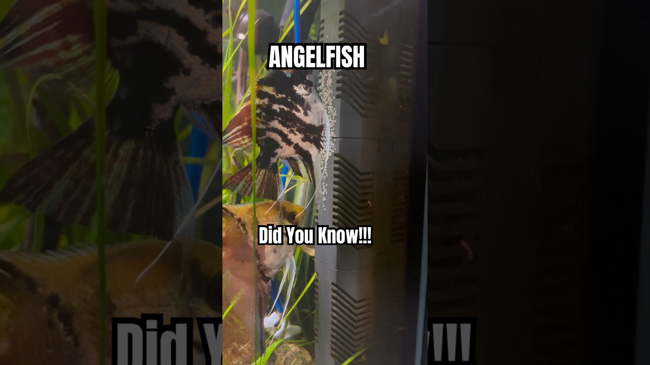 Spawning Angelfish Tropical Fish Aquarium Rainbowfish Fish room Tour planted tank fishtank