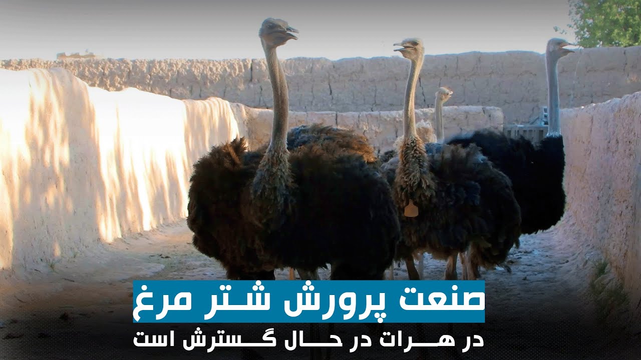 صنعت پرورش شتر مرغ در هرات در حال گسترش است
