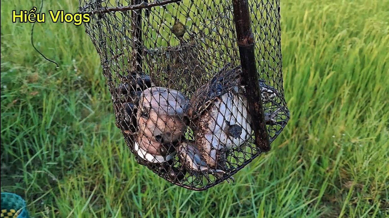 Mùa nắng đi đặt bẫy cua mà vẫn dính ếch khủng.