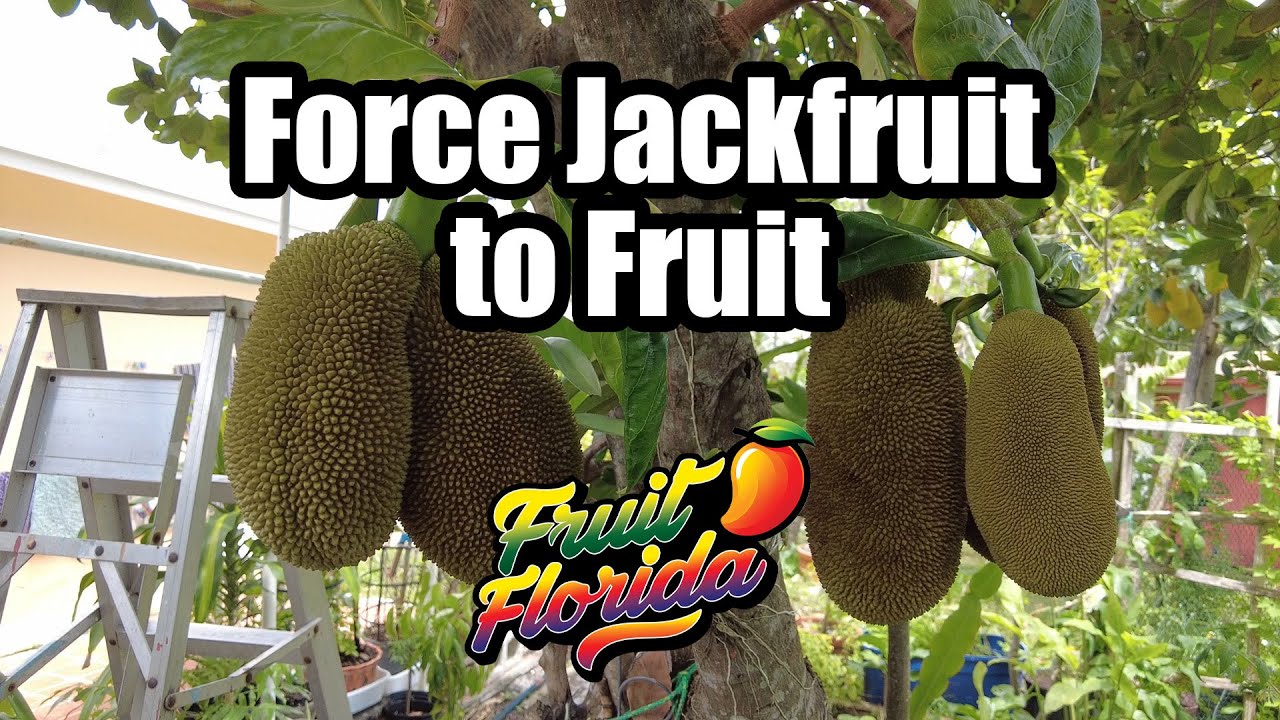 Force Jackfruit to Fruit