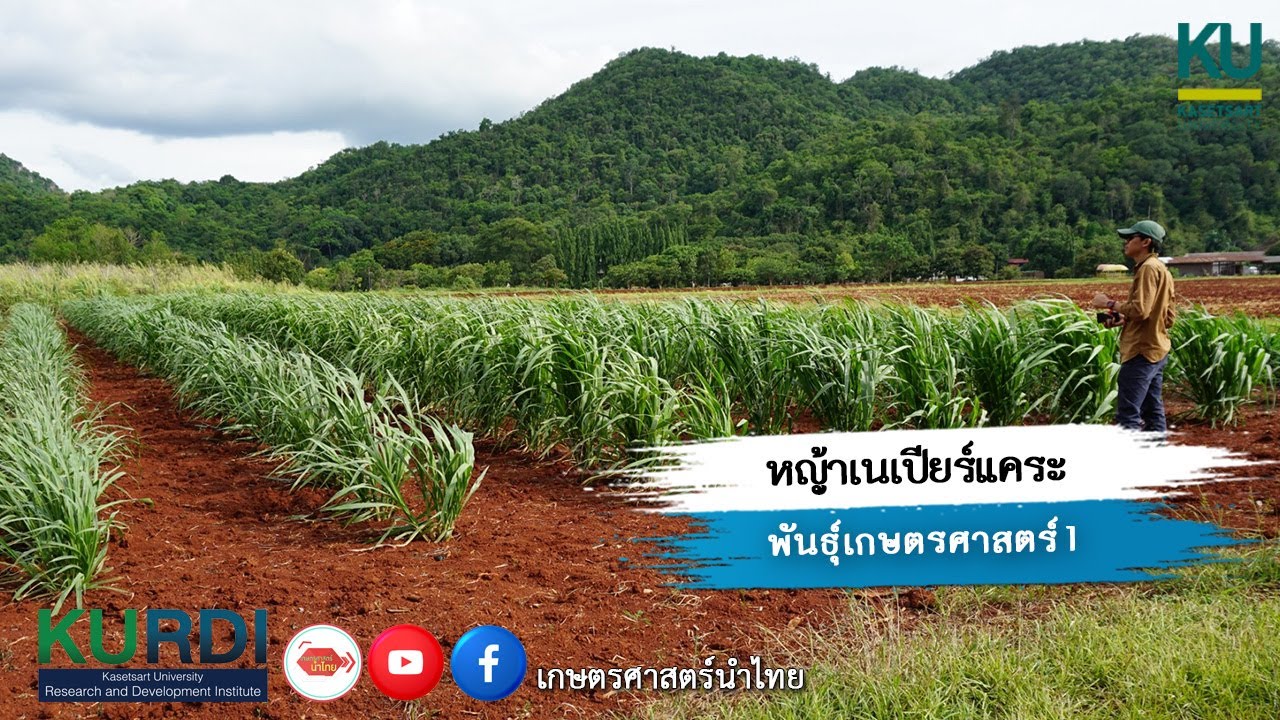 หญ้าเนเปียร์แคระ พันธุ์เกษตรศาสตร์ 1