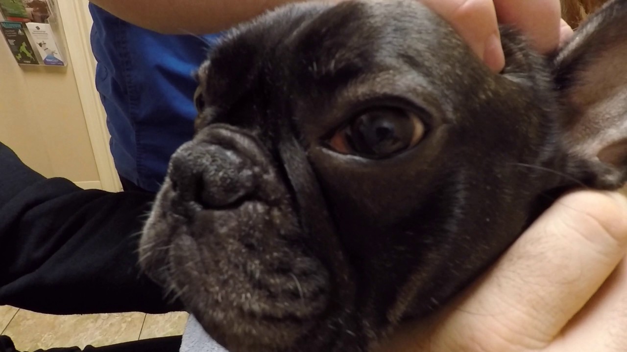 Cocoa's 3rd acupuncture appt.