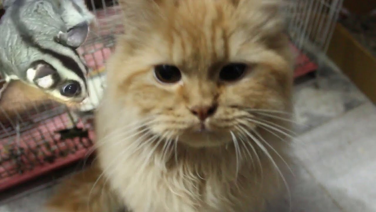 My Sugar Glider attacked my Persian Cat! | Wildly Indian