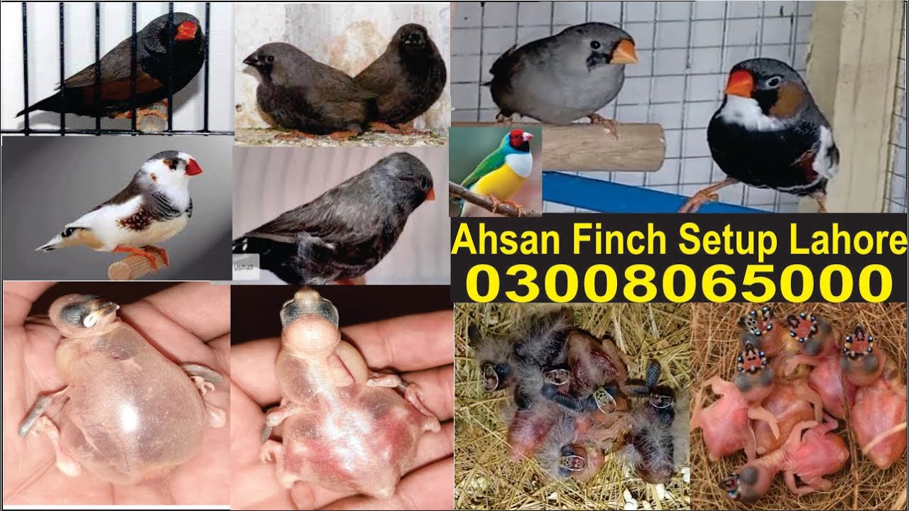 Can we catch bird with cage? - cage bird trap|Exotic Gouldian Finches Setup  breeding progress|finch
