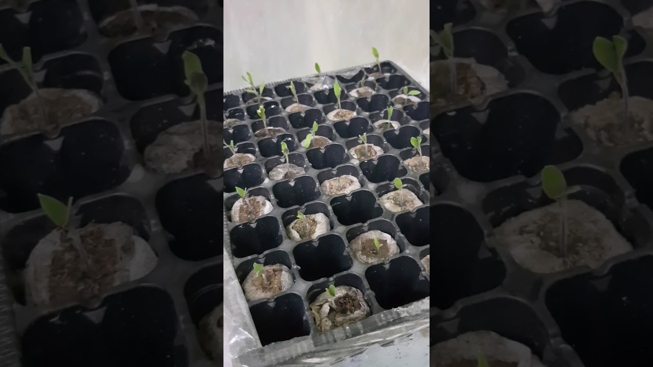 مشاكل  الشتلات في صينيات التشتيل للمبتدئين