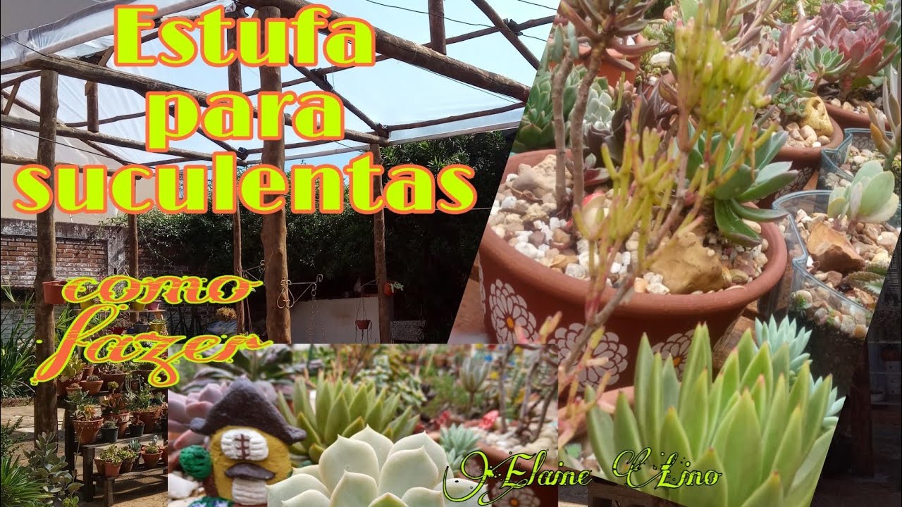 Como fazer uma estufa para suculentas
