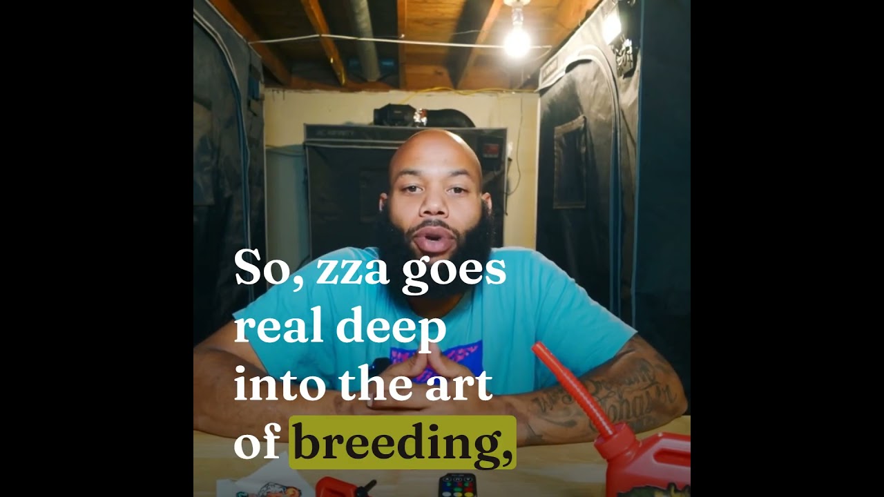 Much Respect to Zaza Genetics 💯 | Breeding Inspiration
