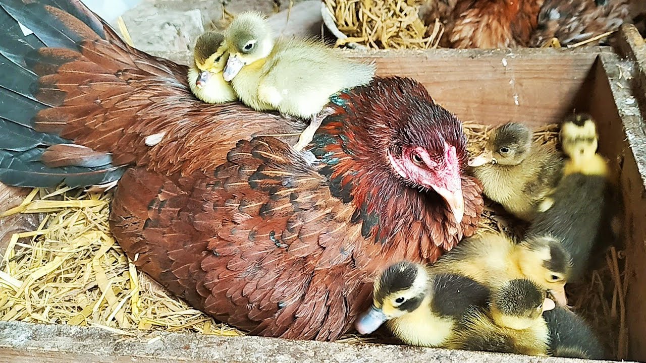 Can a Hen Raise MUSCOVY DUCKS ? - Hen Hatching Adventure