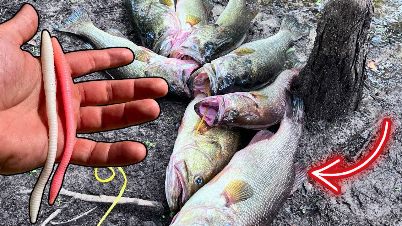 Unreal Bass Bite on Georgia’s Best River – All in One Spot!