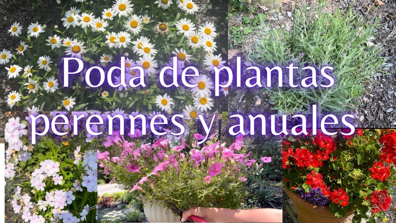 Podando plantas perennes y anuales en los jardines para que nos den una segunda floración #jardines