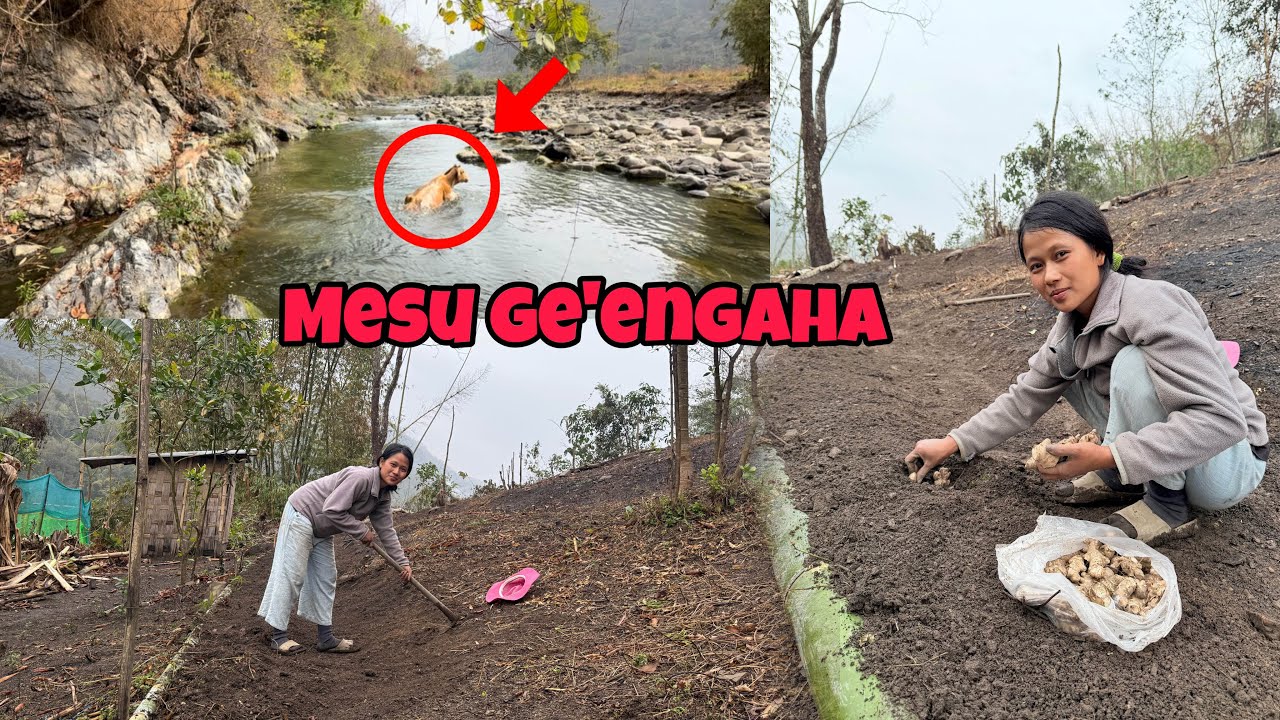 Mesu Ge’engaha || Garo Vlogs 