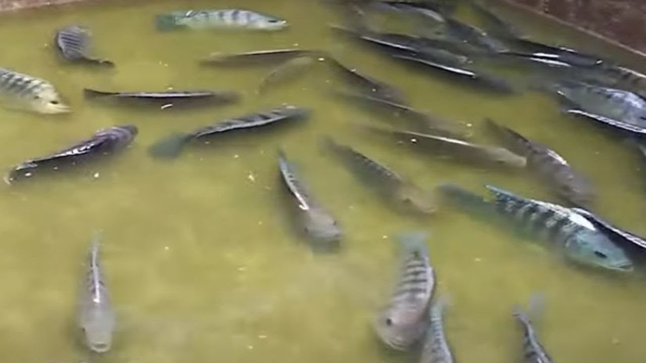 BUDIDAYA IKAN MAS ATAU IKAN MUJAIR - KENALI KARAKTERNYA YA!