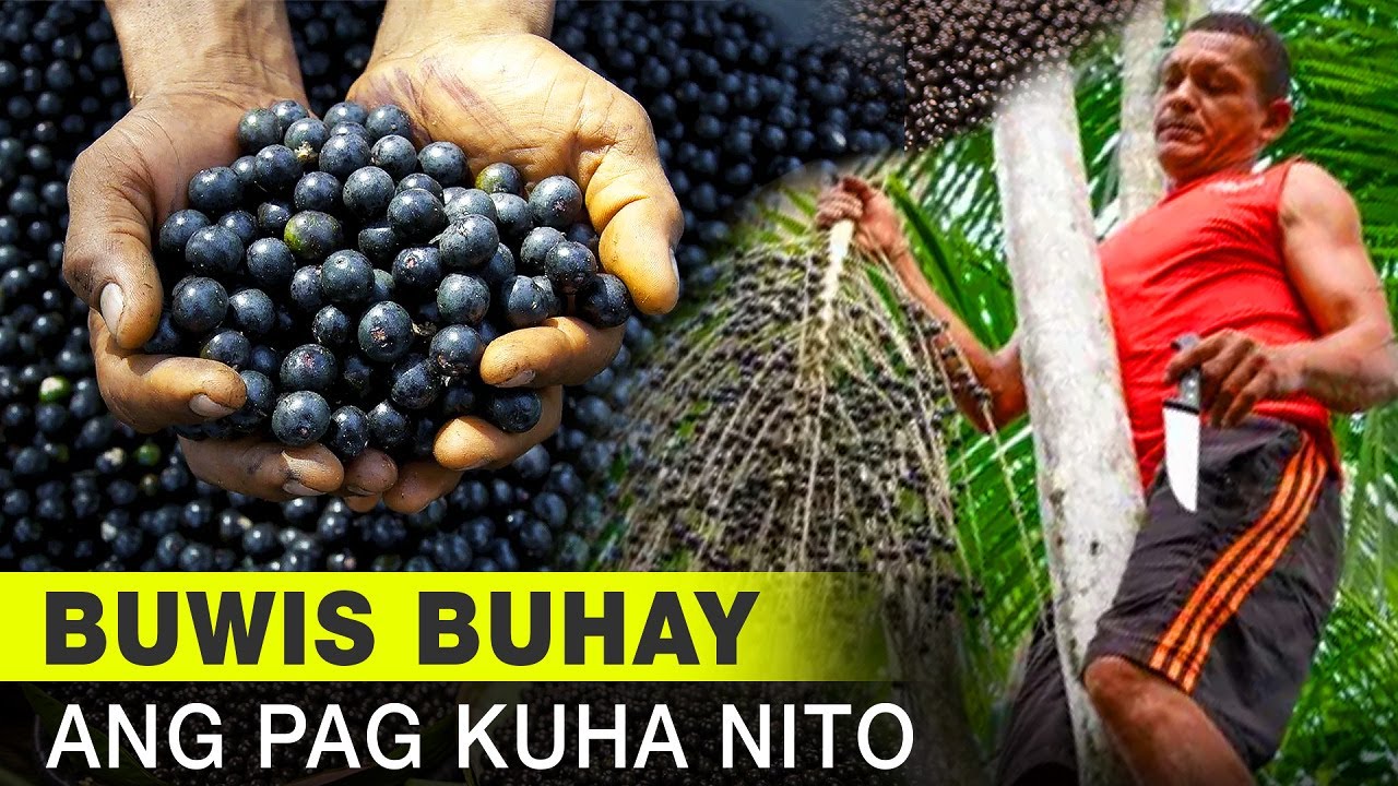 Bakit Binubuwis Ang Kanilang Buhay Sa Pagkuha Ng Acai