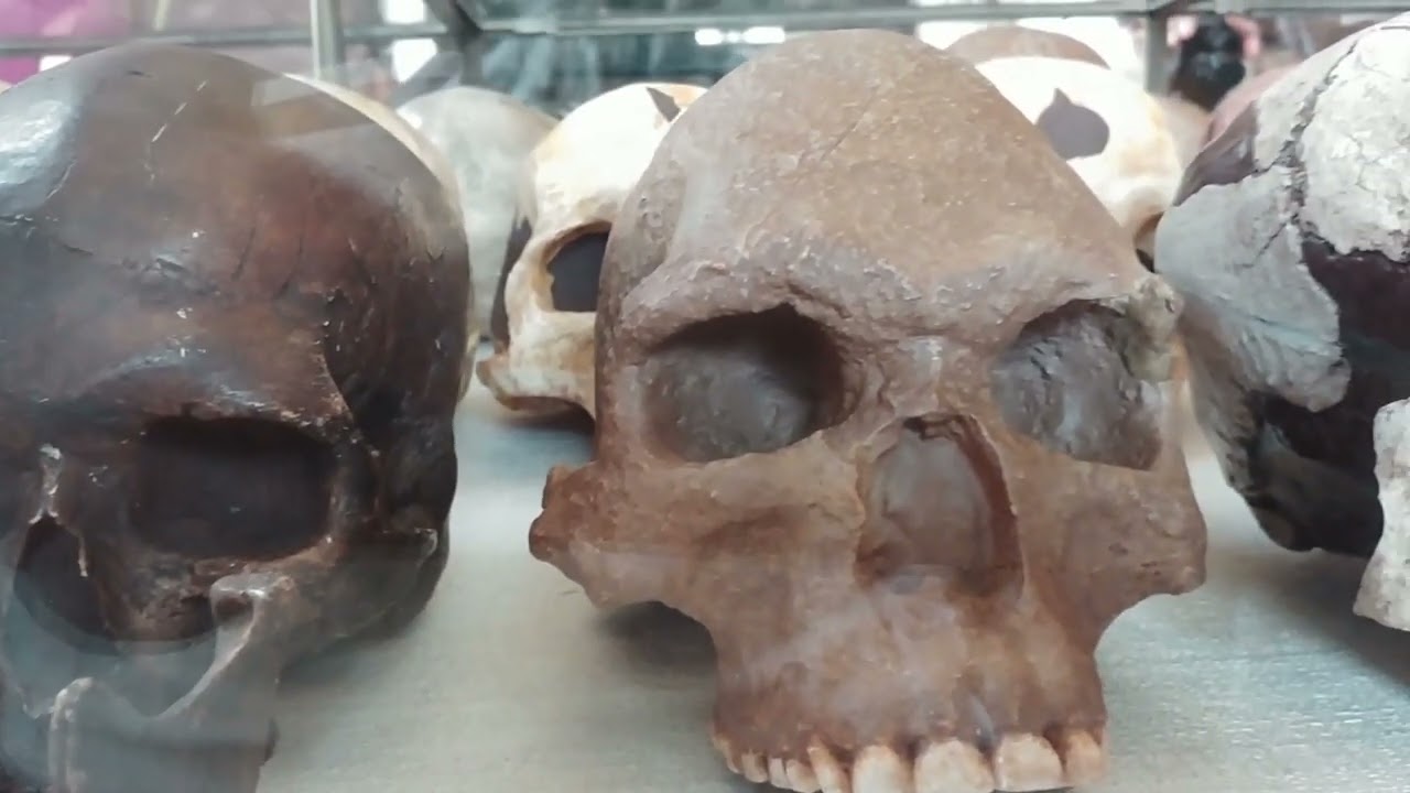 L'institut de paléontologie humaine à Paris