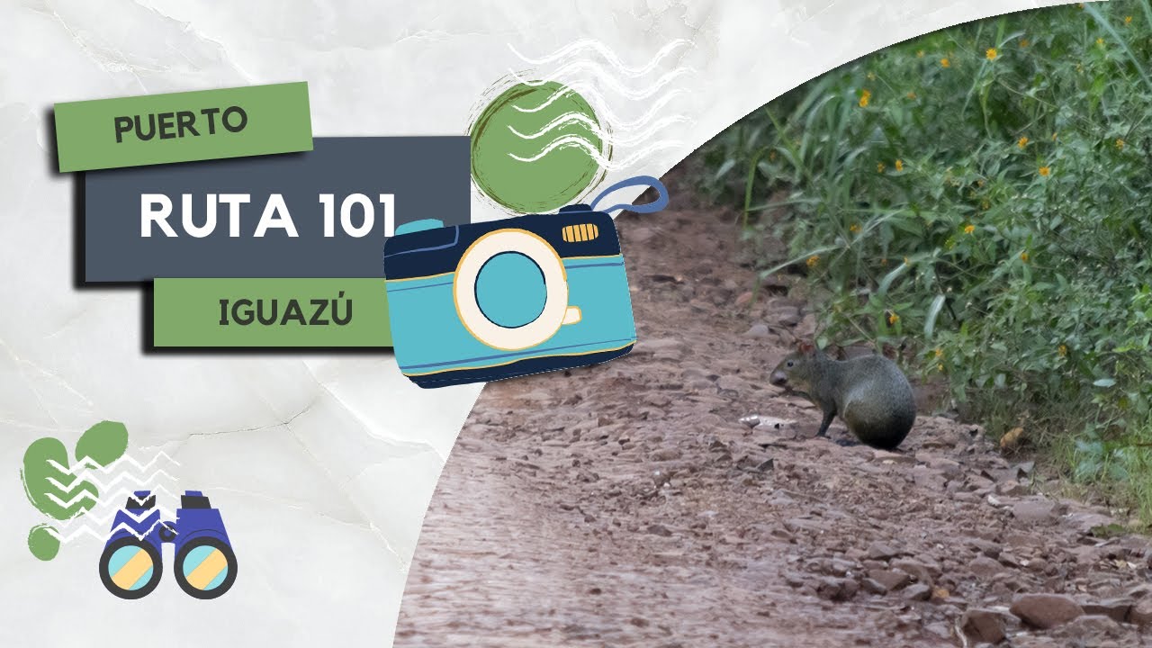 La naturaleza como la cura de todos los males – Buscando Fauna en la Ruta Nacional 101