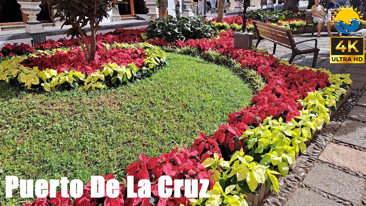 Puerto's Annual Poinsettia Display - Tenerife - Puerto de la Cruz