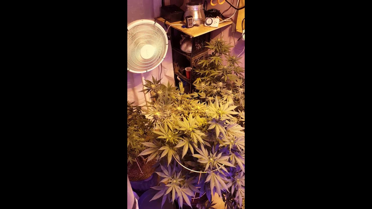 600watt hps and 500watts of led flower room