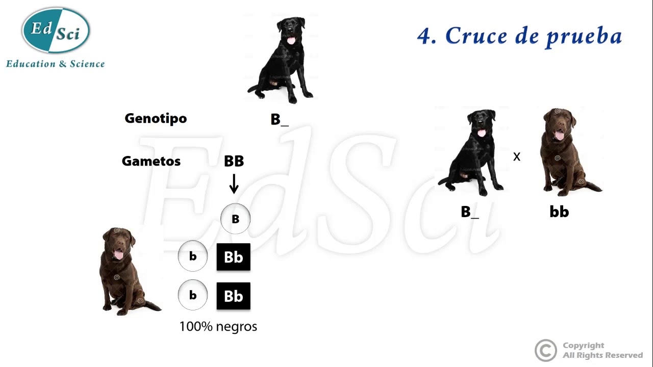 🟢 Cruce de prueba 🐶🐱