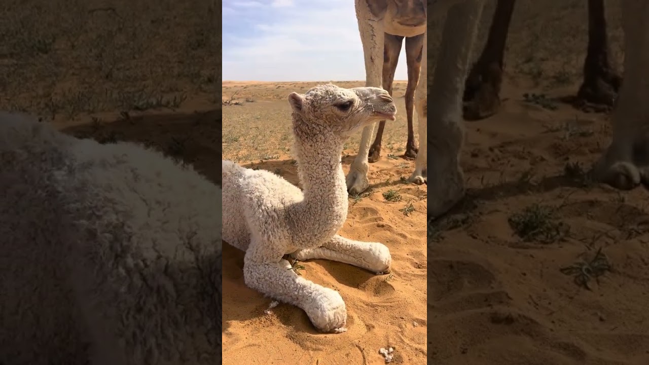 white camel calf with her mother #camellife #camel #animals #desertanimal #shorts #shortvideo
