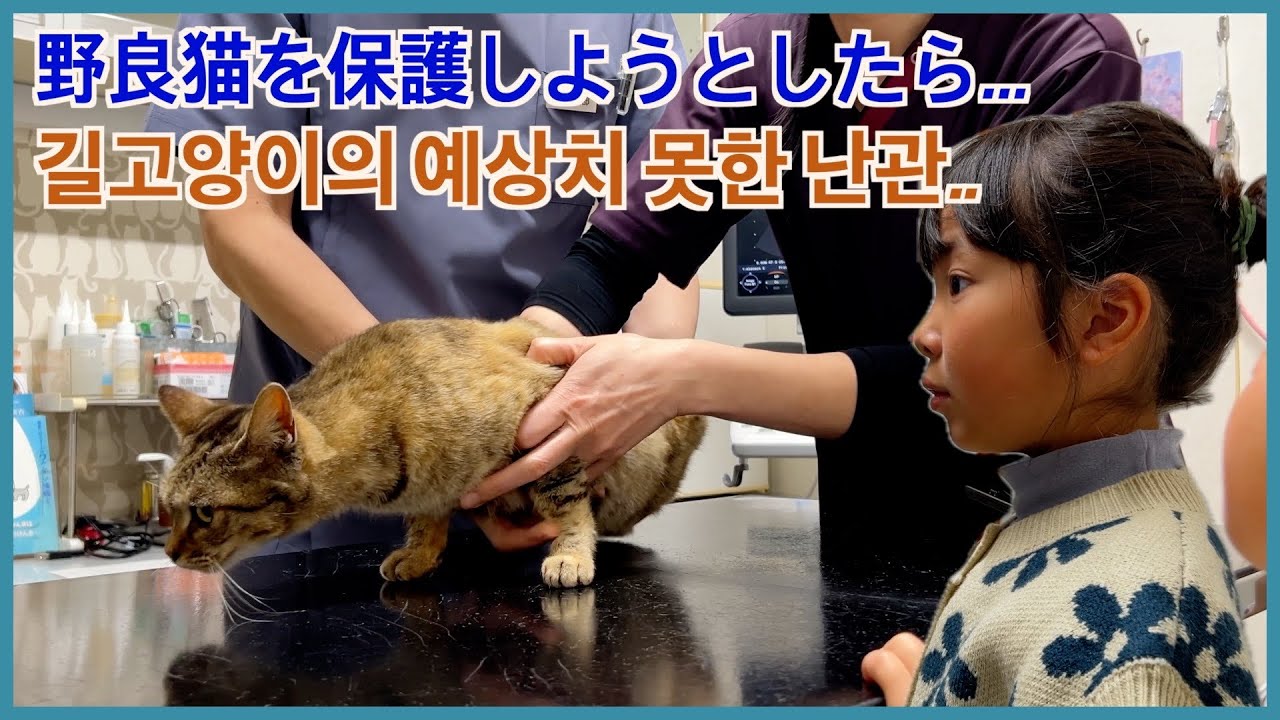 野良猫ちゃんを保護しようとしたら… 우리 가족과 인연이 닿은 고양이에게 큰 문제가 있었습니다
