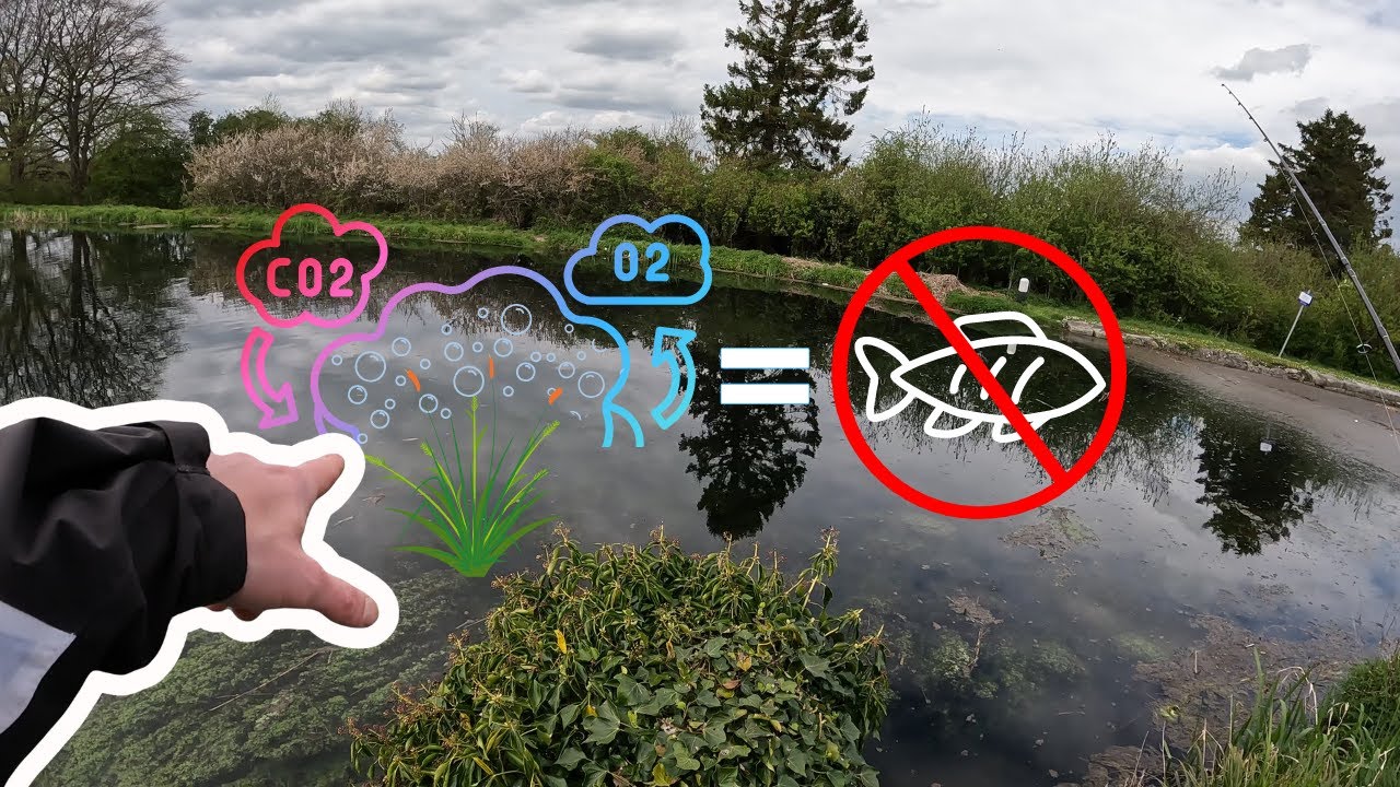 The Struggles of Canal Fishing :  Overgrown Weeds and Depleted Oxygen