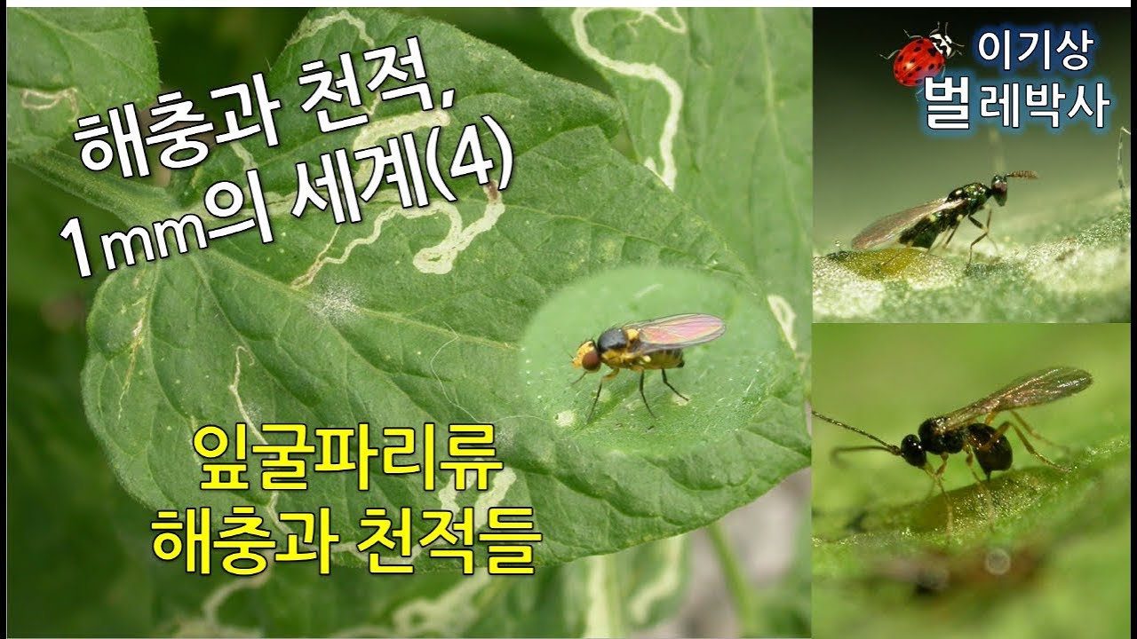 [5] 해충과 천적, 1mm의 세계. 잎굴파리 해충과 천적