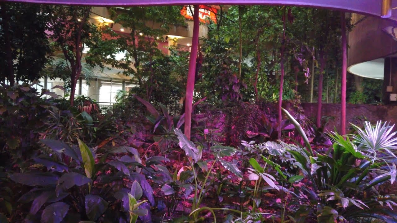 [4K] Exploring The Rainforest At 1 Utama, Petaling Jaya