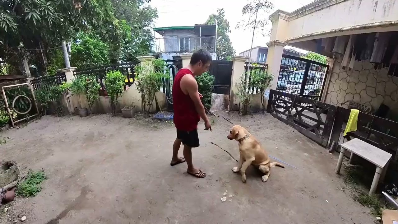 Reporting Video to Our Client: COPPER (LABRADOR) REPORTING VIDEO