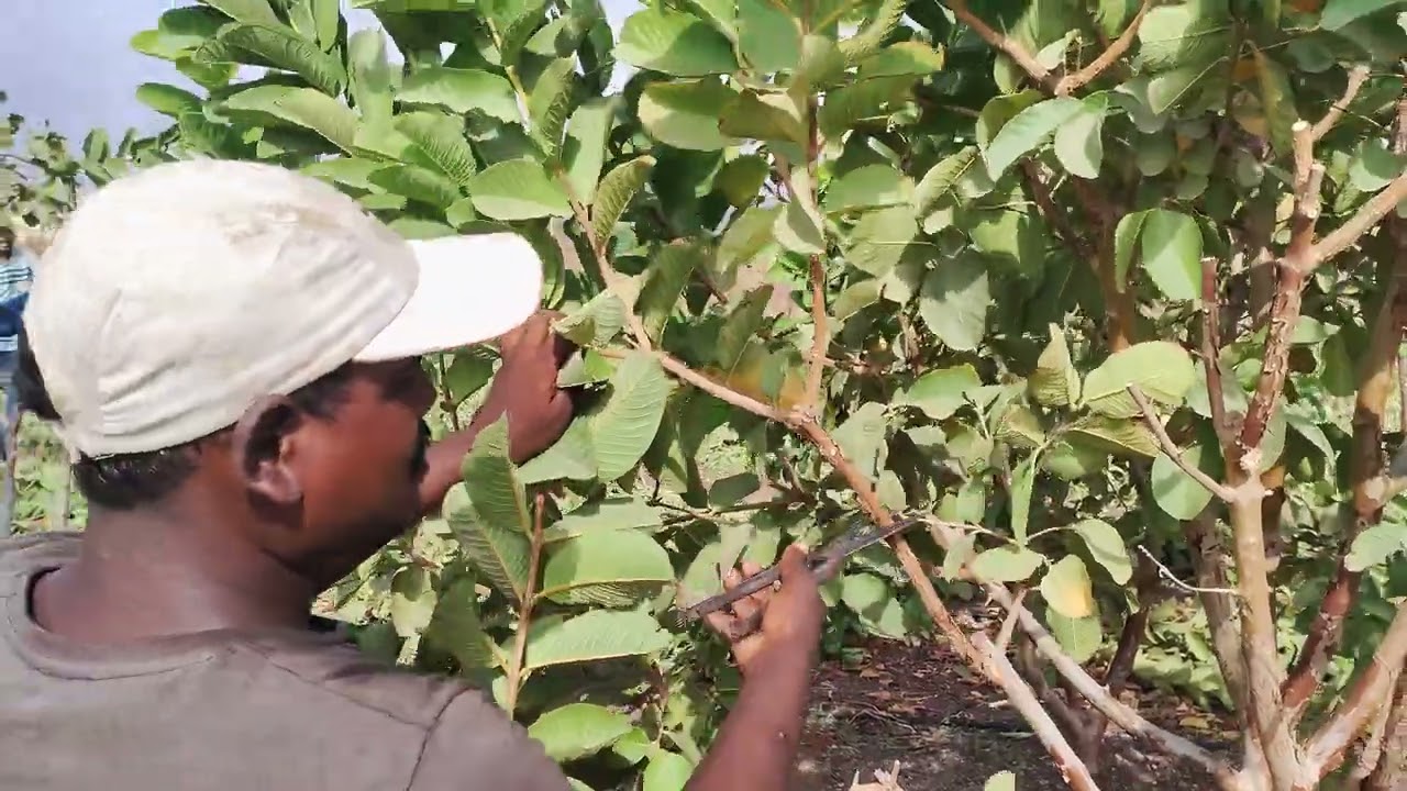 Red diamond guava/amrood ki cutting | Guava pruning | How to prune Guava/Red diamond guava plant