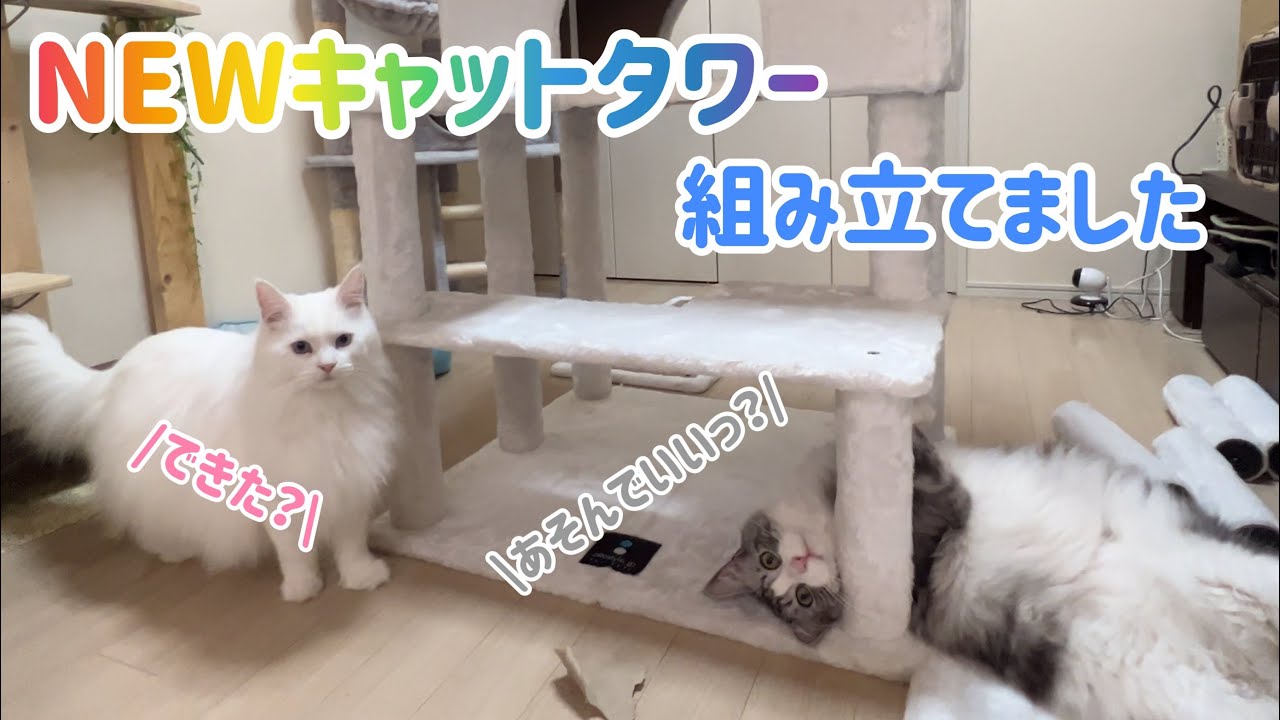 新しいキャットタワー組み立てました😆