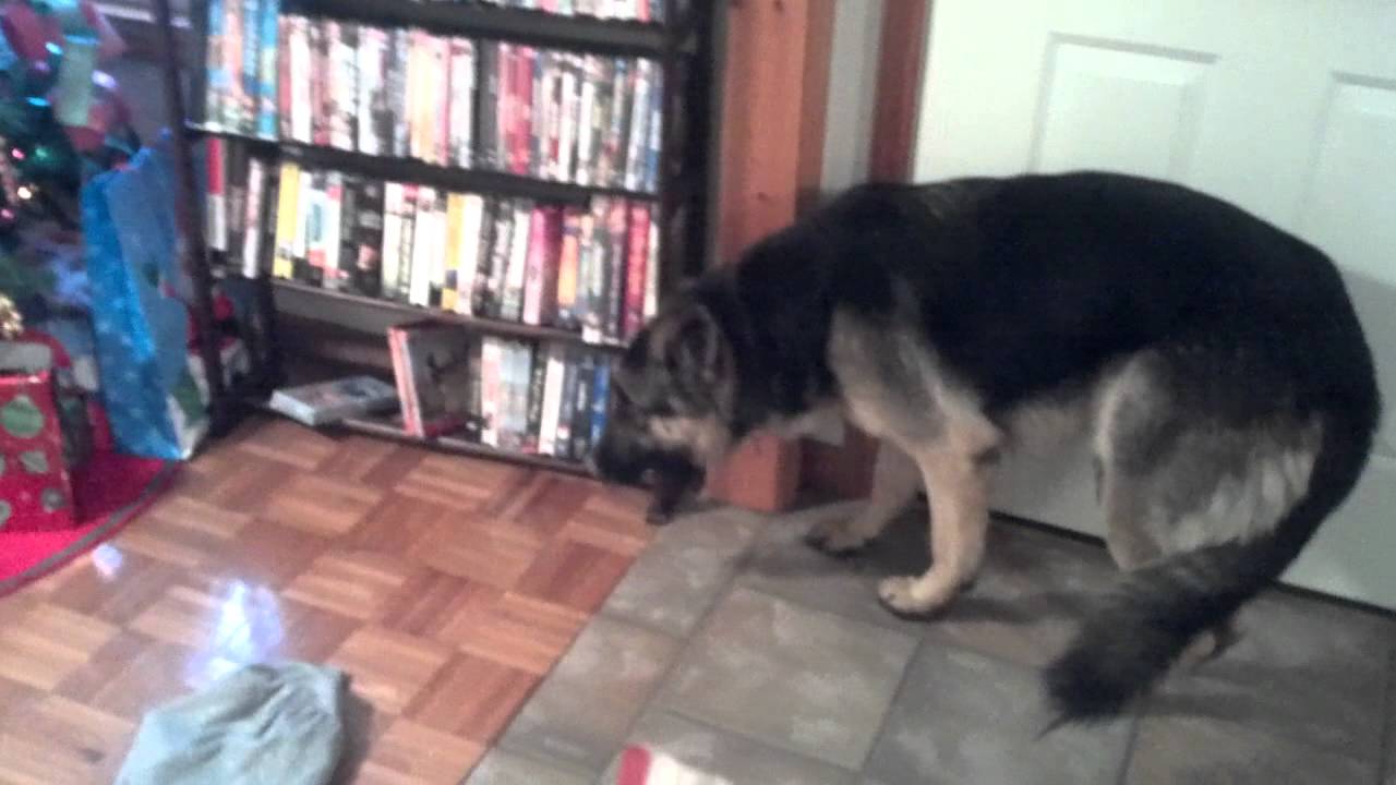 German Shepherd in trouble