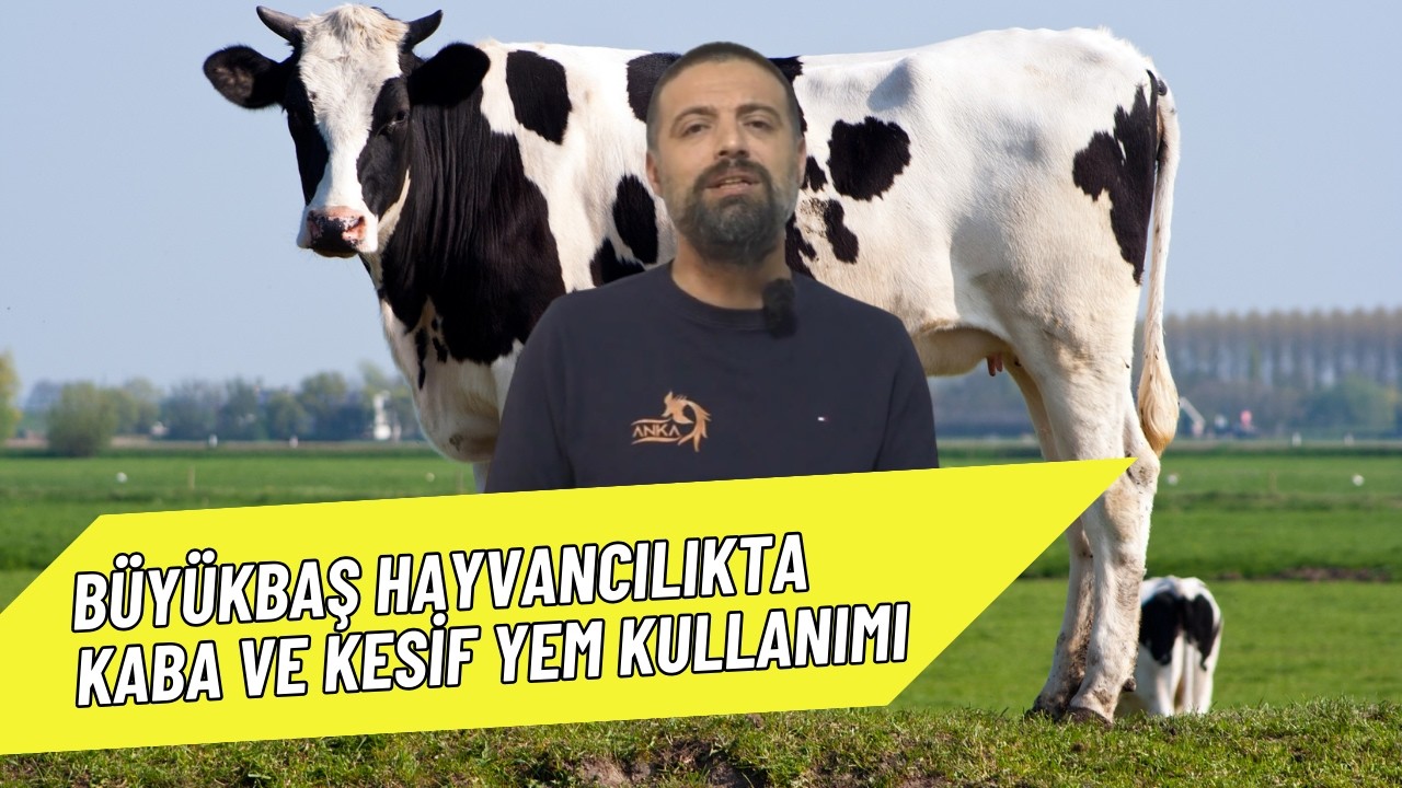 BÜYÜKBAŞ HAYVANCILIKTA KABA VE KESİF YEM KULLANIMI I ZOOTEKNİ SAATİ
