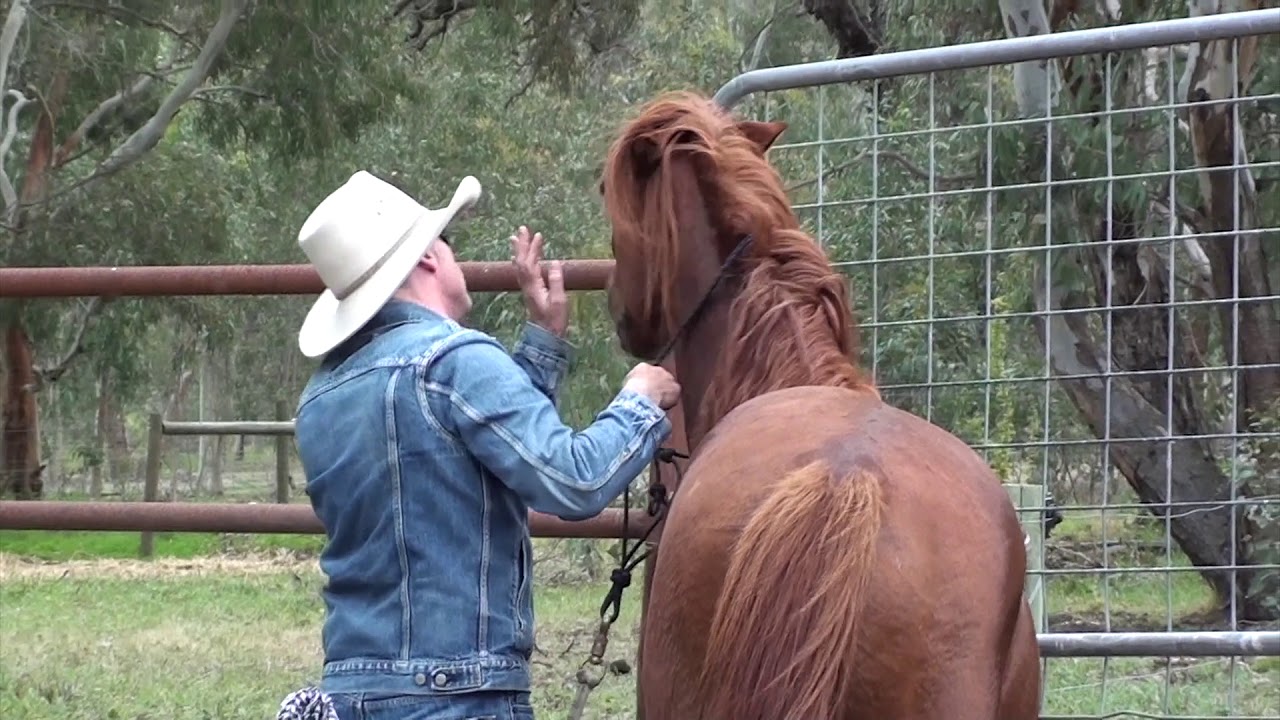 Unhandled 6 Year Old Stallion