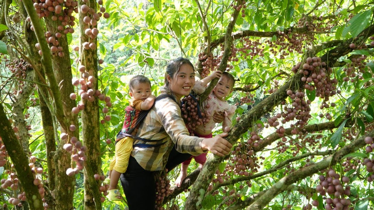 Harvesting giant forest fruits to sell at the market with little daughter - cooking food for piglets