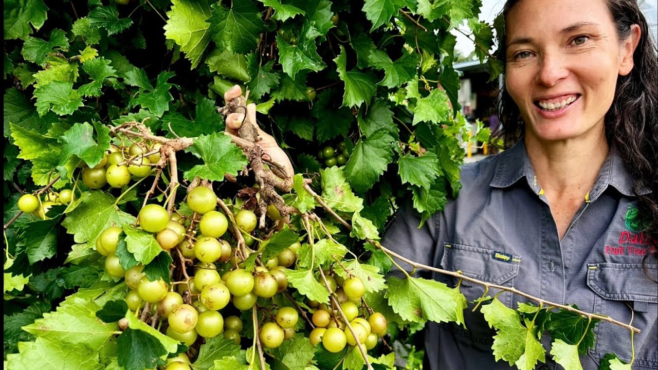 The Truth About Grapes in Humid Climates – Muscadine vs European