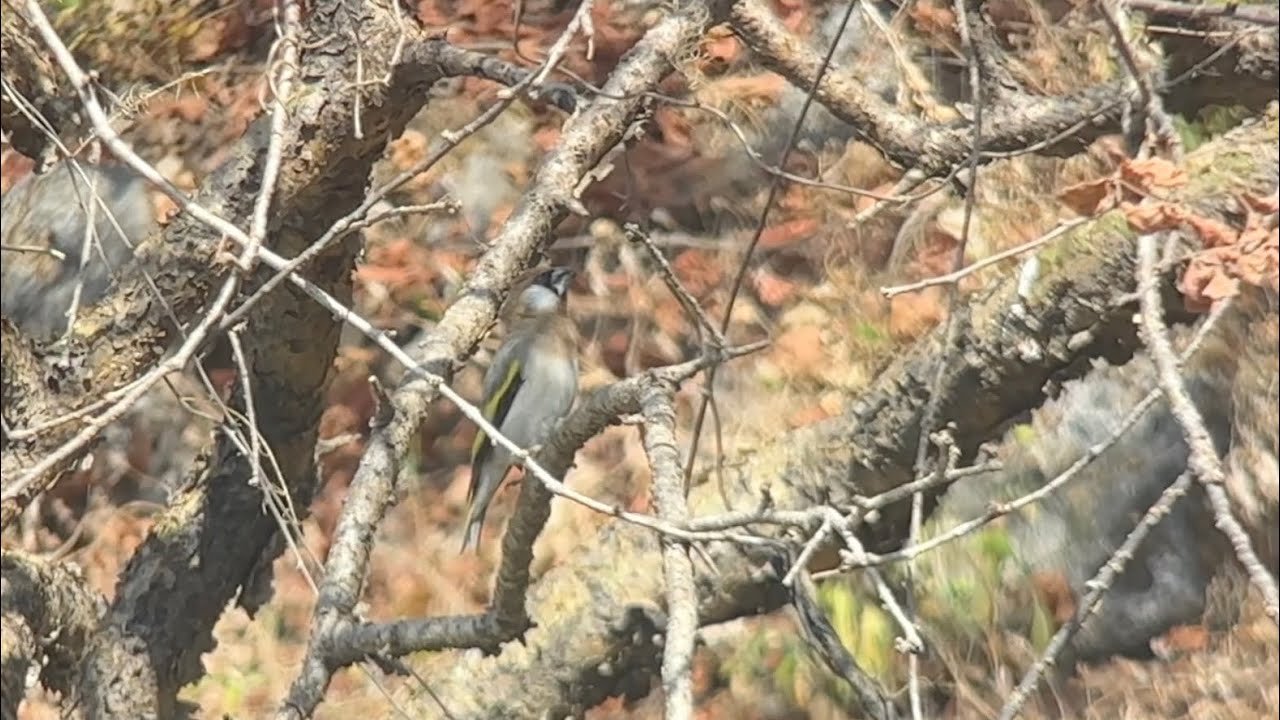Grand-verdier d’Arabie, Arabian golden-winged Grosbeak,Rhynchostruthus percivali,Oman, Novembre 2025