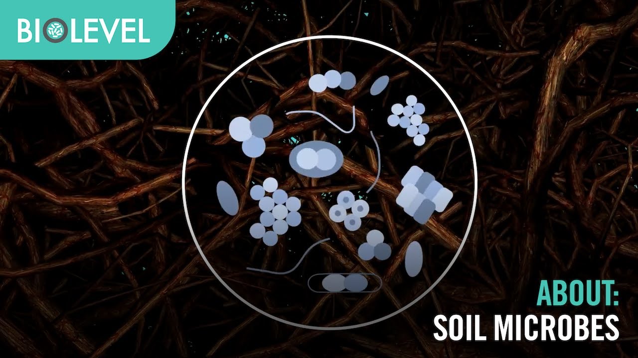 About: Soil Microbes - Biolevel Biologicals