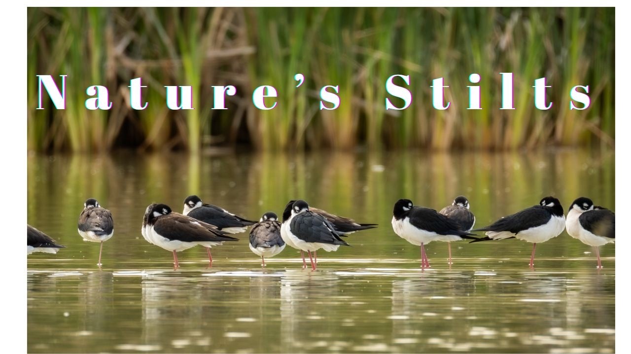A Quiet Afternoon with Black necked Stilts